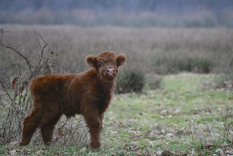 schotse hooglander kalf von Eveline Lenderink
