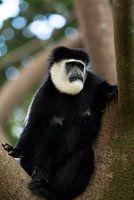 An Eastern Colobus monkey at Lake Naivasha in Kenya.