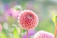 Dahlia Cornel Bronze