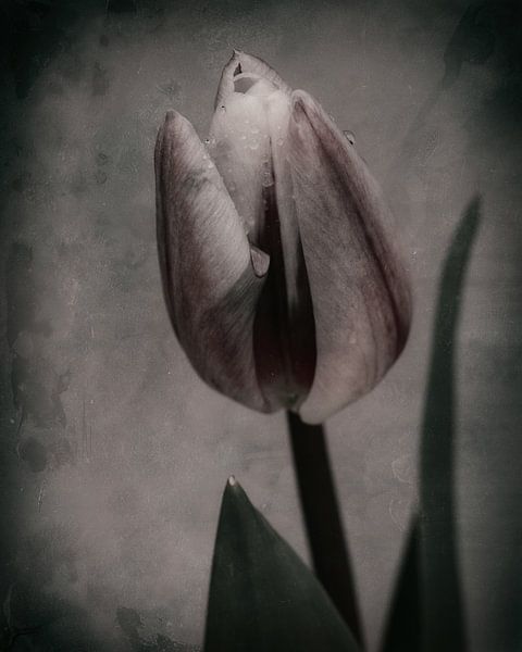 Moody tulp van Saskia Schotanus