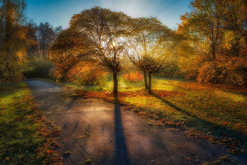 Spreads branches wide by Vladyslav Durniev