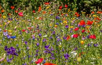 Feldblumenstrauß mit einer schönen Farbpalette