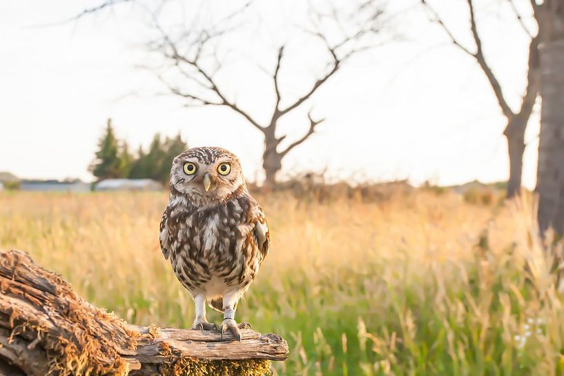 Chouette chevêche dans son habitat naturel. par Kris Hermans