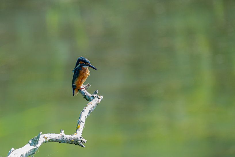 Kingfisher by Kees Ham