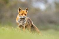 Fuchs, meine lieben Füchse Bild
