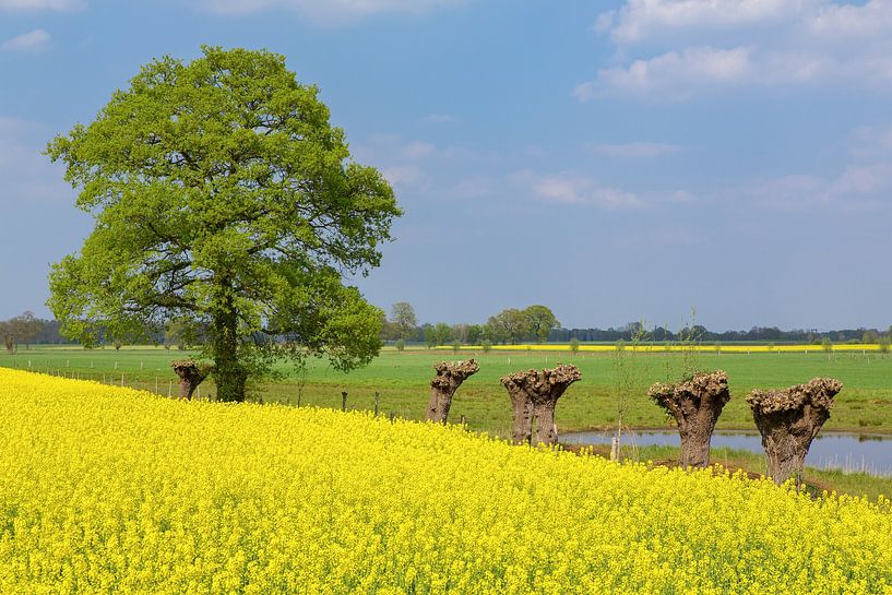 Blooming yellow rapeseed field with oak tree and pollard willows by Ben Schonewille