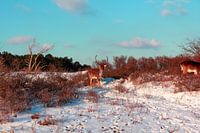 "Un cerf dans la neige.