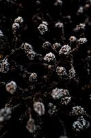 Frost | Close-up winter landscape | Scandinavian interior