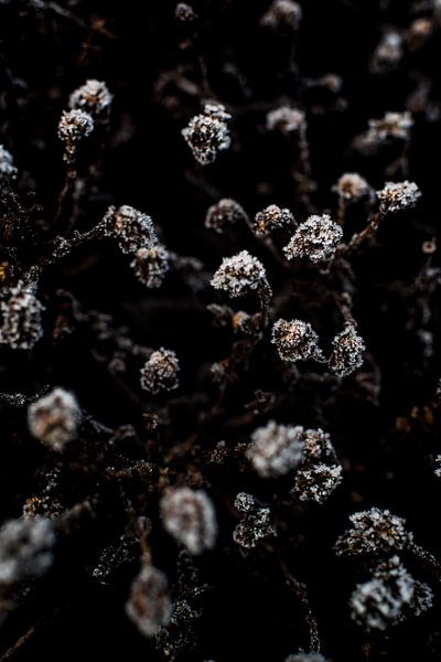 Frost | Close-up winter landscape | Scandinavian interior by Linda Bouritius