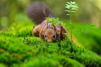 Eichhörnchen auf Nahrungssuche