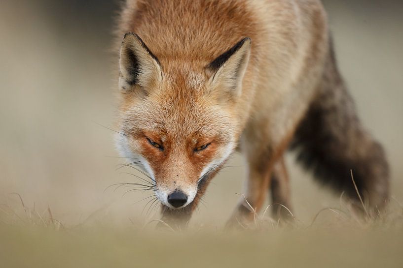 Portrait d'un renard par Menno Schaefer