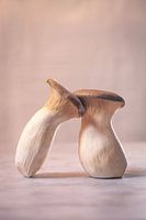 Lean on me - Nature morte alimentaire avec pleurote en huître l Photographie culinaire