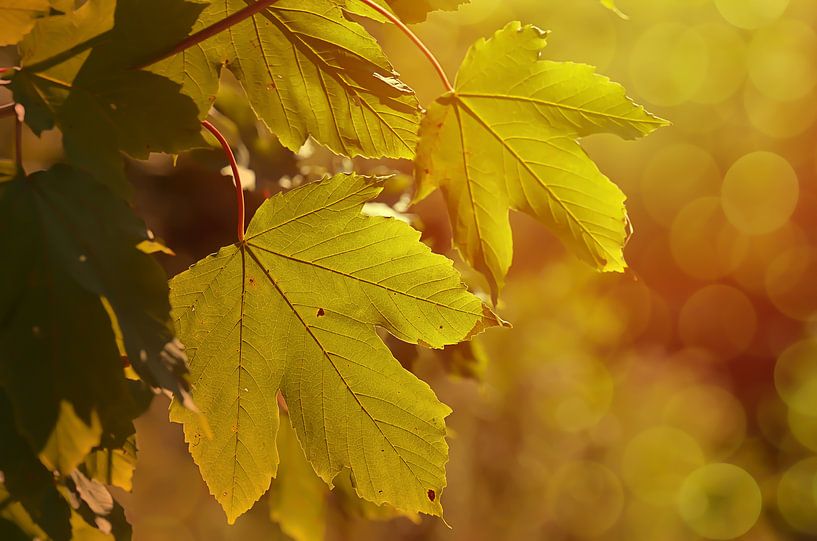 Im grünen Bereich  by Zwergls Lichtermeer