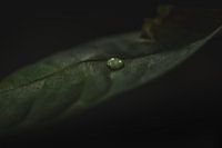 drop on leaf