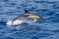 Gewone dolfijn (delphinus delphis)