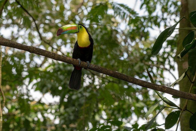 Tukan by Merijn Loch