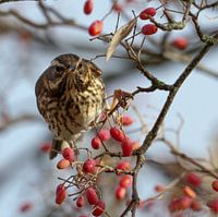 Copperwing among the berries
