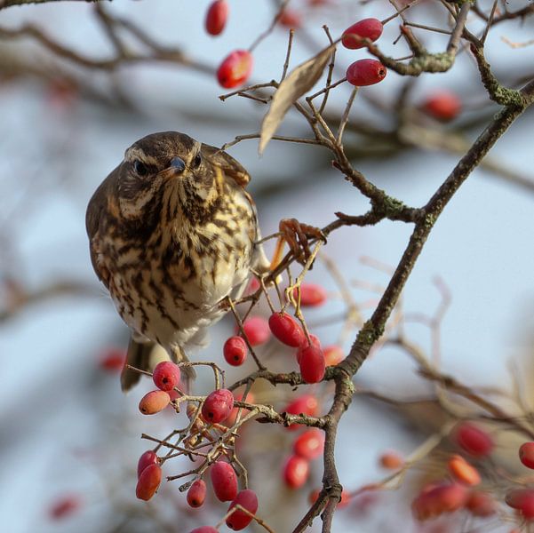 Copperwing among the berries by Simon Lubbers