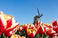 typisch niederländisch .... Zwiebelfelder mit Mühle