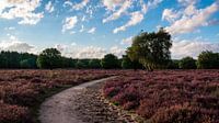Low sunshine and blue sky above a purple heather