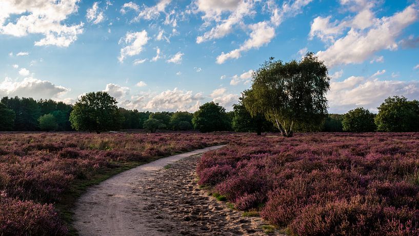 Low sunshine and blue sky above a purple heather by Andrea de Jong