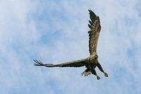 Seeadler