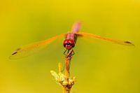 Rote Libelle mit grünem Hintergrund