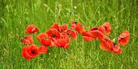 Mohn-Studien-101-7035