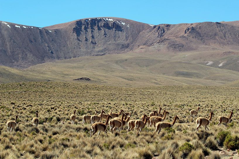 Vicuna's on Bolivian highlands by Marieke Funke