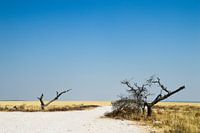 Afrikaanse natuur in Namibië