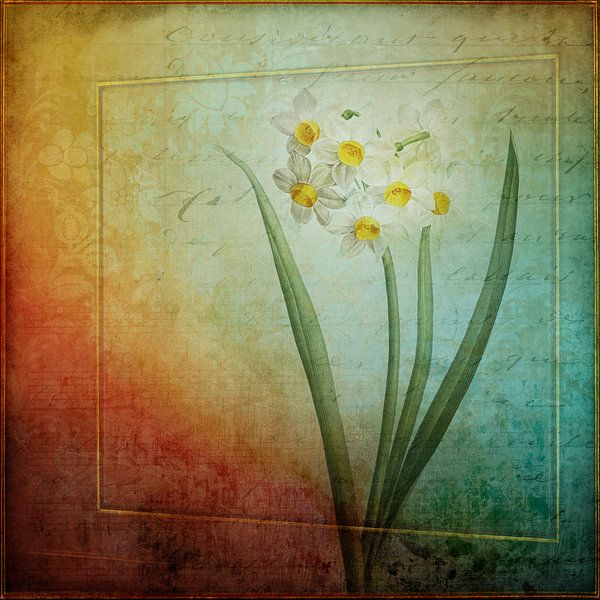 Vintage White Narcissus by Western Exposure