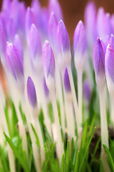 Crocuses in spring by Marcel Mooij