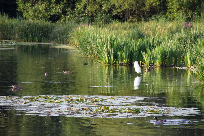 Duinmeer in Bakkum met zilverreiger van Shirley Douwstra