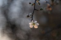 Blühender Schlehendorn