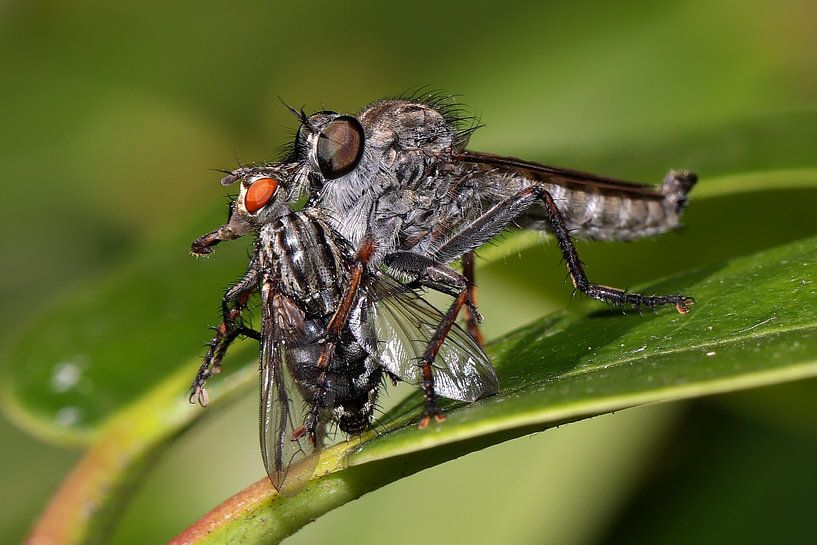 Predatory fly with prey by Edwin Butter