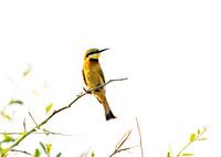Little Bee Eater in his home