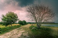 Arbres juste avant une grosse averse