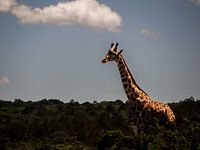 Giraffe in der Sonne