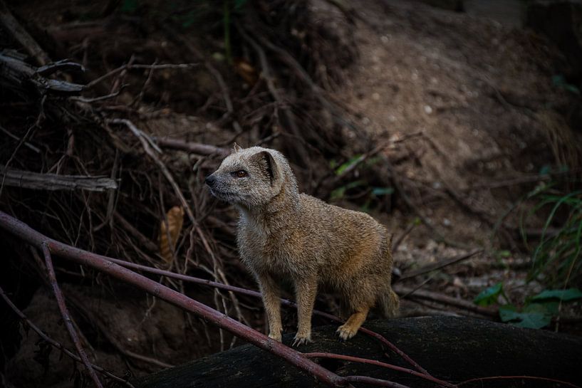 Kleiner Fuchs von Jesse Lamberink