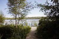 Typische niederländische Wälder