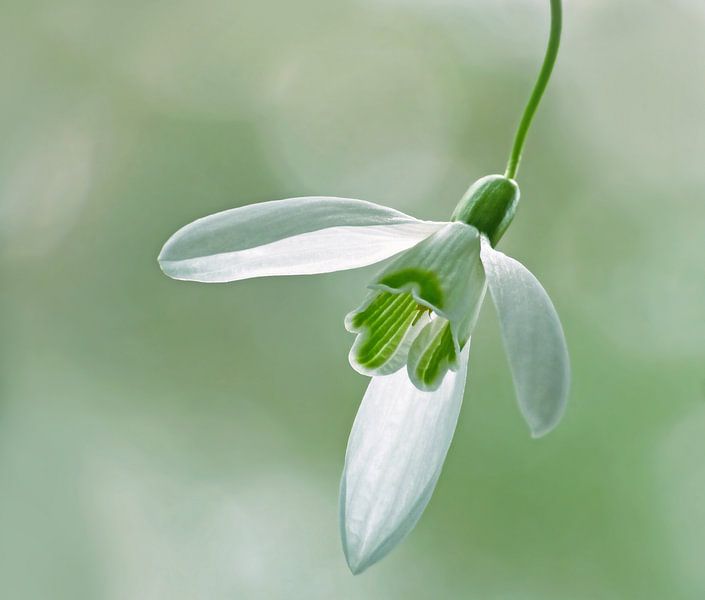 Sweet Snowdrop by Caroline Lichthart