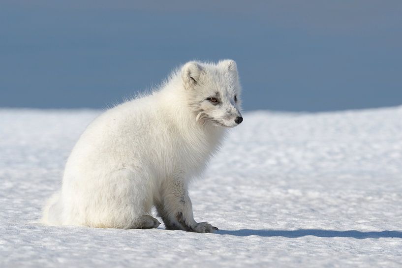Poolvos in de sneeuw par LTDphoto