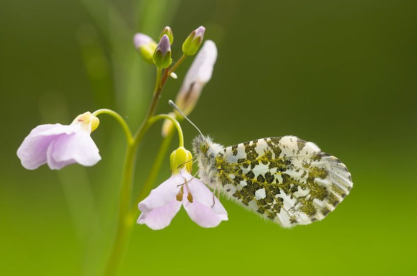 Aurorafalter Makro von Sven Scraeyen
