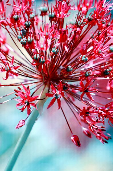 Allium par Violetta Honkisz