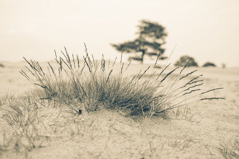 Close to nature van Wilco Schippers