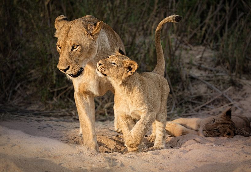 Glücklich von Heather Bonadio