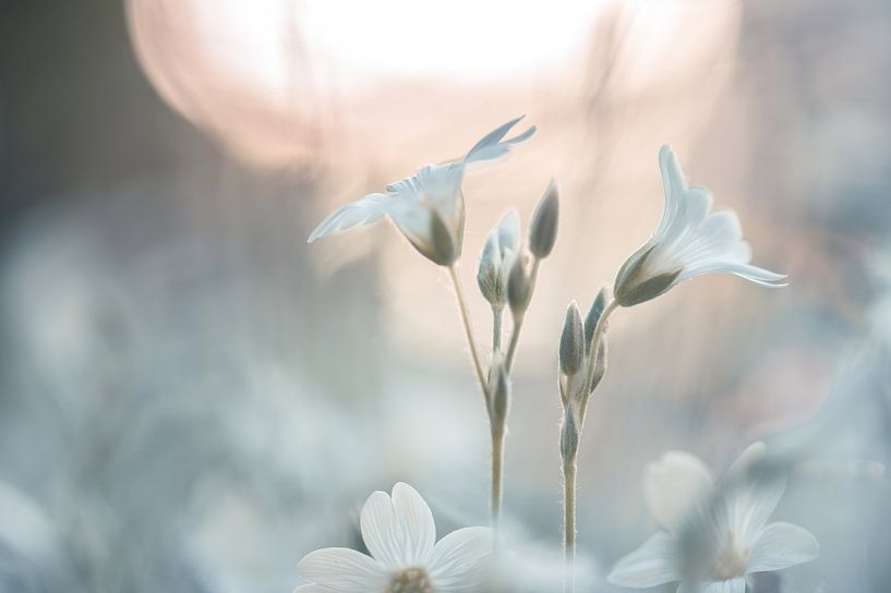 flowers part 303 by Tania Perneel