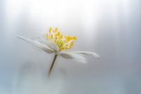 Anemone in soft light