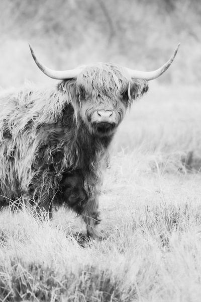 Schottischer Highlander schwarz-weiß Foto von Melissa Peltenburg