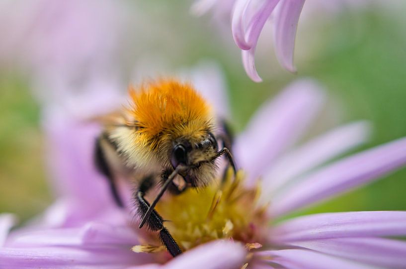 Bumblebee on a flower collecting nectar by Martin Köbsch